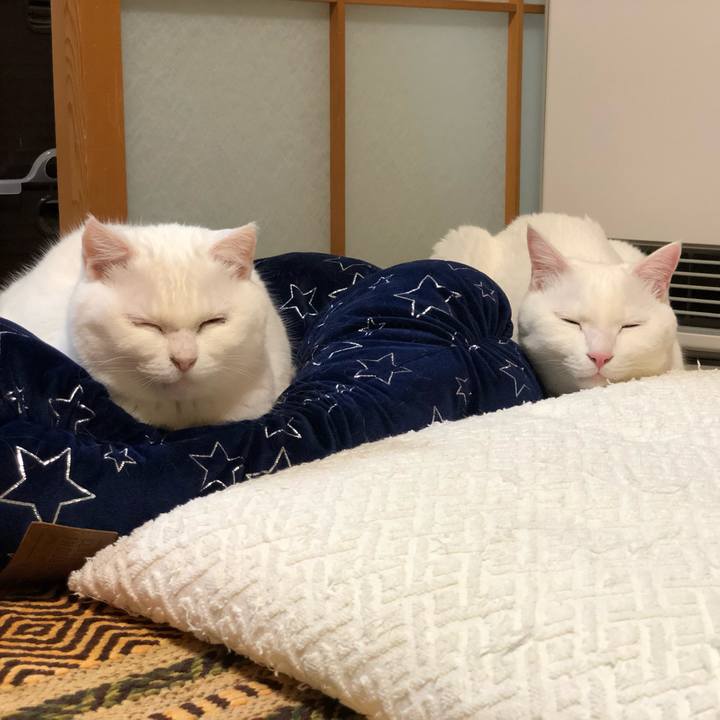 Bf9679e2 5b00 4eac 836f 6821a13bf4b5 1547124484151