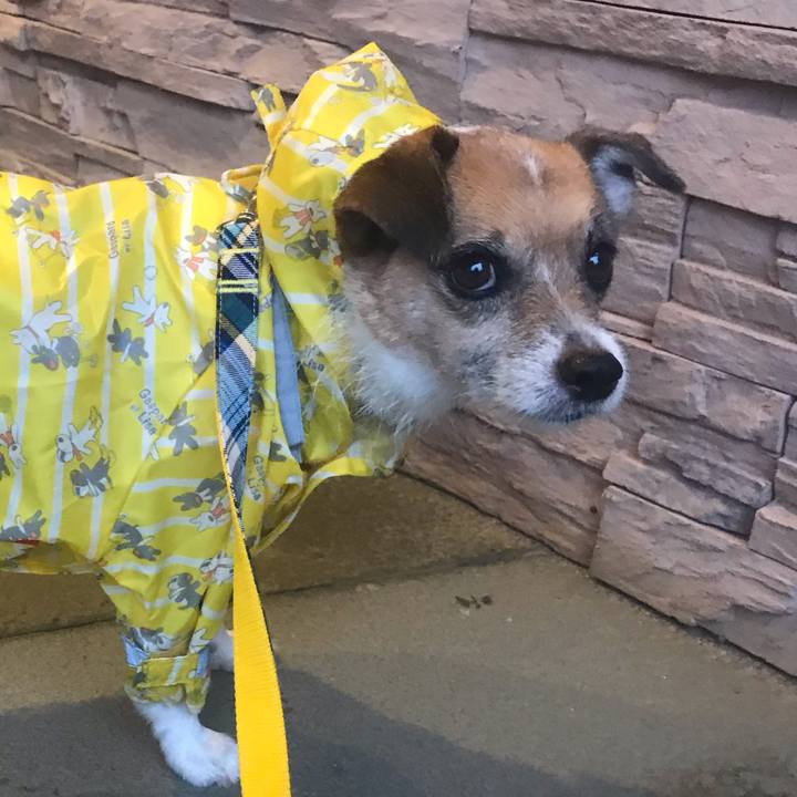 Bf988198 9adc 4bce ab09 a5cc58ba90a8 1538264237031