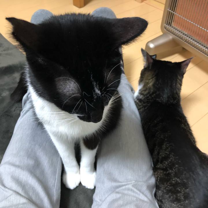 Bf98c493 2fff 4116 93b6 93ad59ae7903 1553918414918