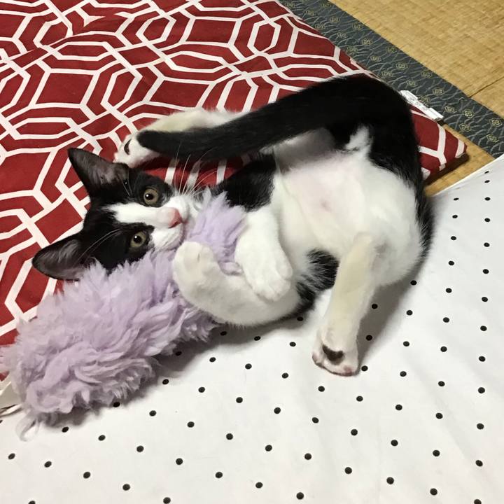 Bf99e1e4 45e1 4b4d 9571 31b04e2c0f6f 1626429469201