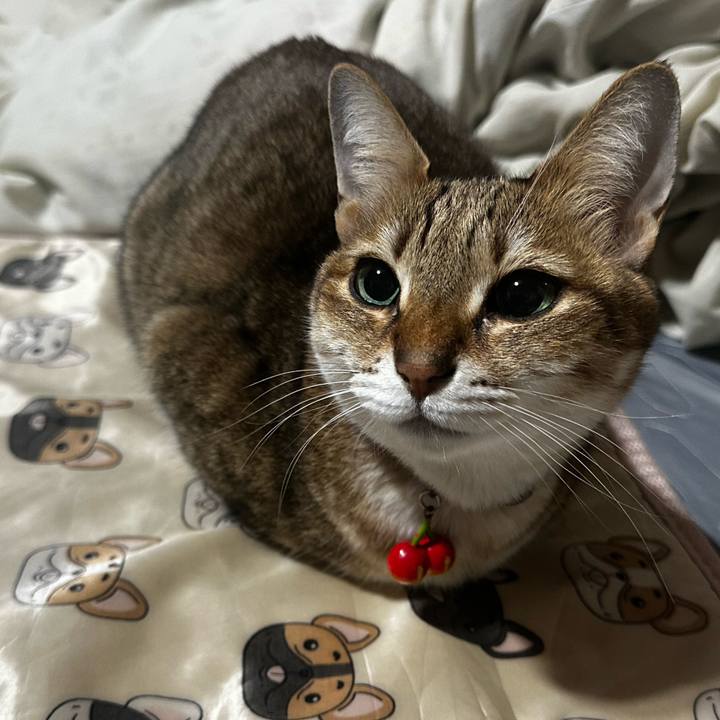 Bf9b209a e6f4 46b1 b51d 10e31059c34d 1770610186449