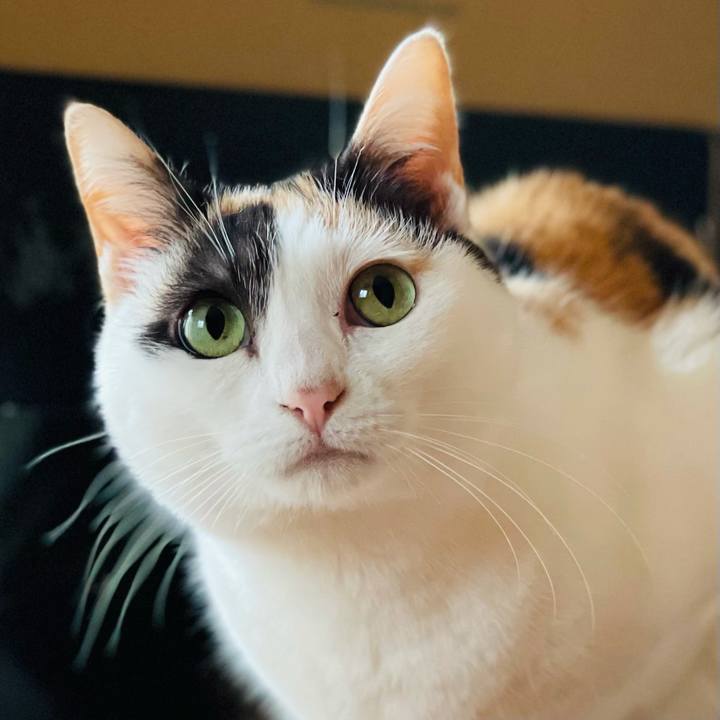 Bf9c81c1 159b 4275 963b f85822a28a1a 1619488360921