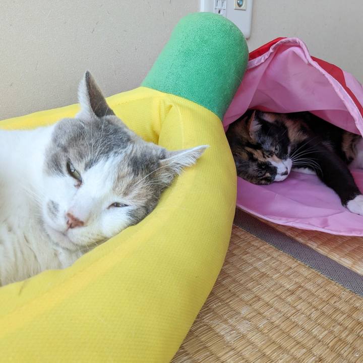 Bf9f7627 0aaa 4fa7 a8dd 788ceeac403c 1690343636280