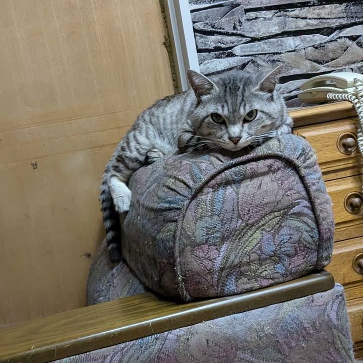 Bfa1dfe8 1886 40e8 bd98 6fa9150c90fc 1719763972397