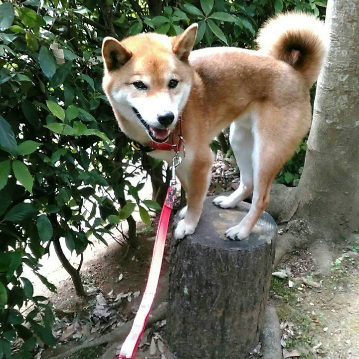 Bfa22327 cc41 4ad0 90ff 7b8930733a62 1558315031920