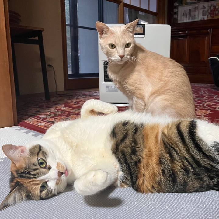 Bfa469b1 2f70 4b46 bf20 354ab8942ace 1680553322869