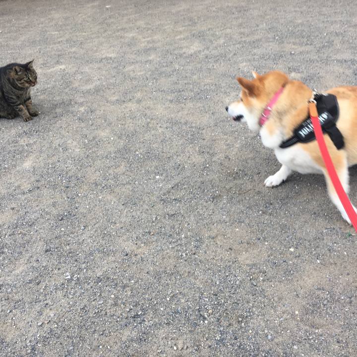 Bfa4bb94 9582 482c abb5 3b245976f099 1613308309485