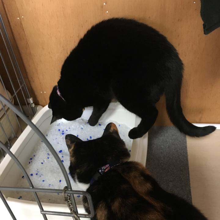 Bfa7c1cb 886a 437f 9532 c35d65fd6e23 1511079288291