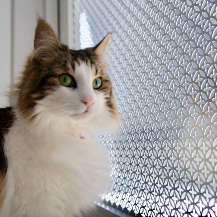 Bfa91797 1f68 4e55 a9d9 085ebf68af77 1528356666776