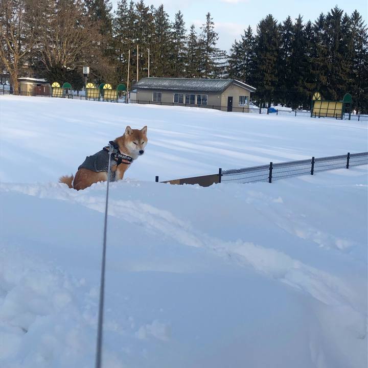 Bfa98013 7640 402b b849 2247695ce4ef 1550204339852