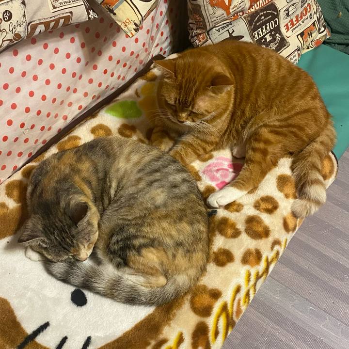 Bfa9e991 7577 4656 ad69 2636980c00ad 1617461159971