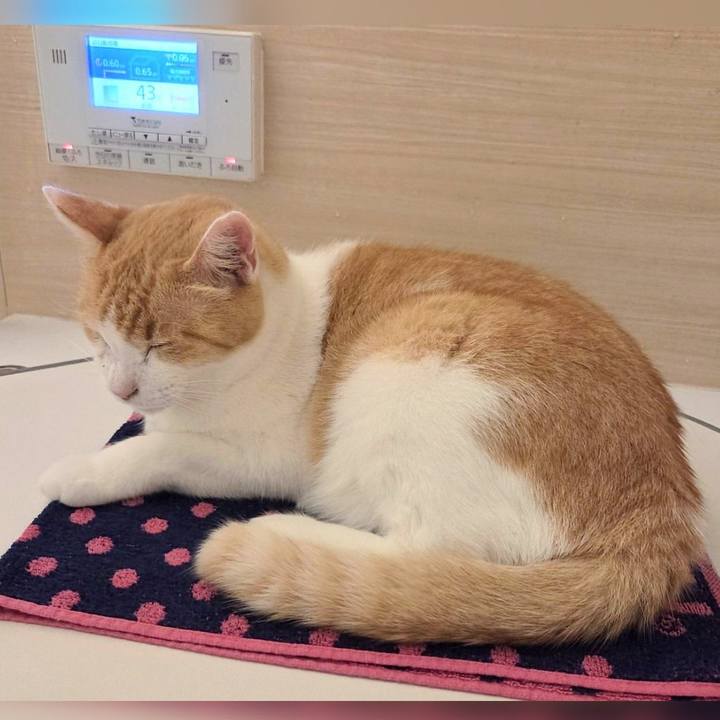 Bfaab8a0 6494 46b7 98e2 6cecb0354933 1763271564403