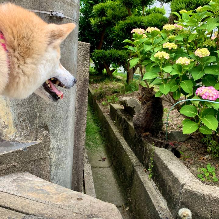 Bfae3807 a414 46c4 b8a0 d3d984a56659 1592841067796