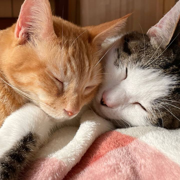 Bfae9e21 250a 471e b53e 58134e55260e 1764396879725