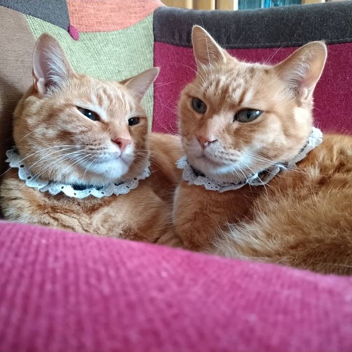 Bfaf251f bad2 461b 85cf 9db1e22711a8 1590826893751