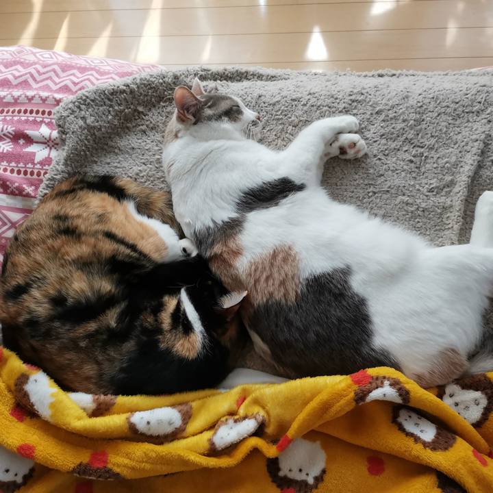 Bfaf5923 1227 4c02 9d53 cd2cf5f64860 1647145845540