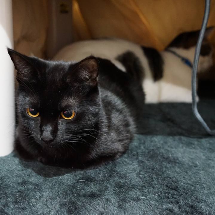 Bfb2cf96 cdb3 40ee 89c9 9e7225001a88 1516752194730