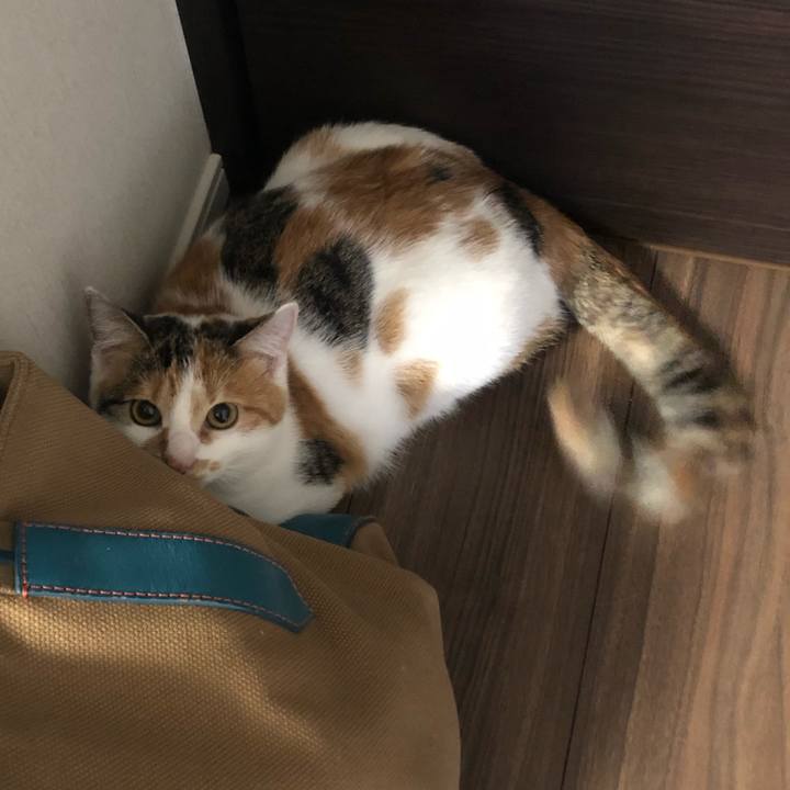 Bfb38ffb ff4f 47ca b40d bb0d387e9e26 1574638323104