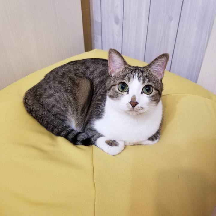 Bfb53c0d e725 4148 8f43 0b82c1cddee5 1589601269135