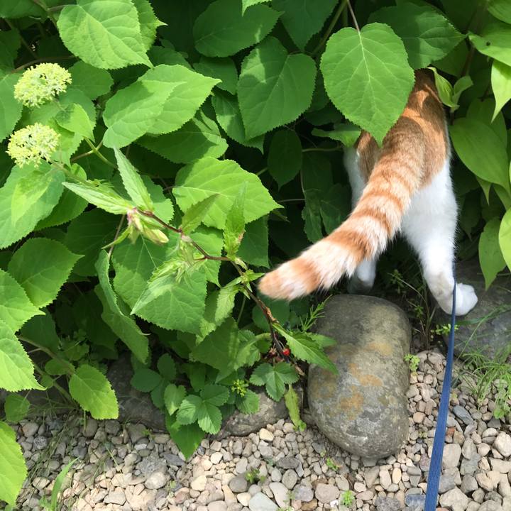 Bfb5aee8 d580 4848 adcc bf651ea9d8ad 1528428536893