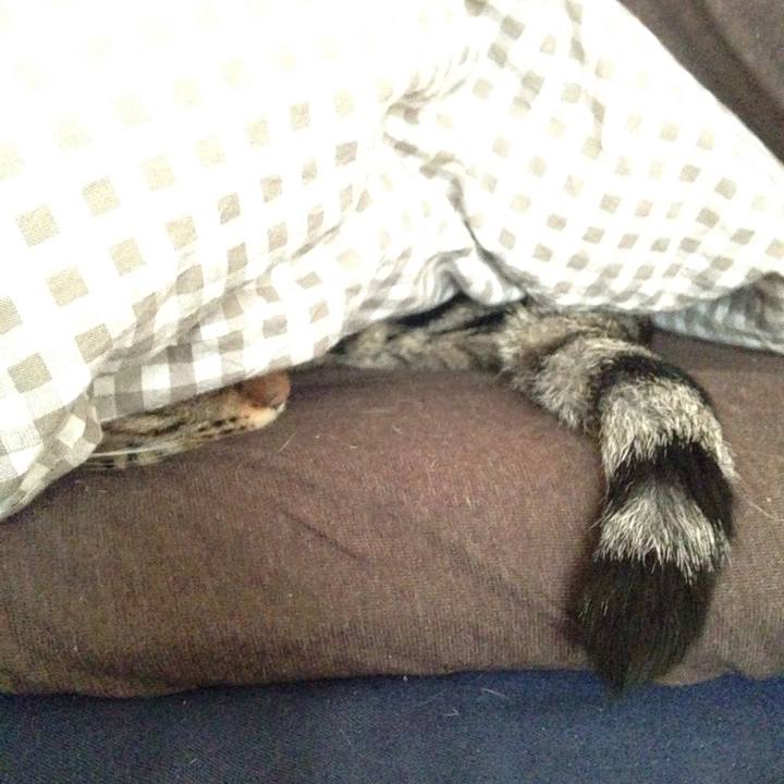 Bfb6aa47 15ef 4e9a 807f 670f0dffdc29 1511051533440