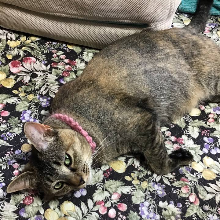 Bfb6e805 b2e4 42e0 956d f61ed89673b9 1595050025764