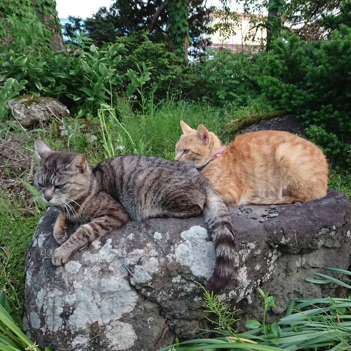 Bfb6f493 8cae 46f3 9886 f7220f2eff4a 1559212948020