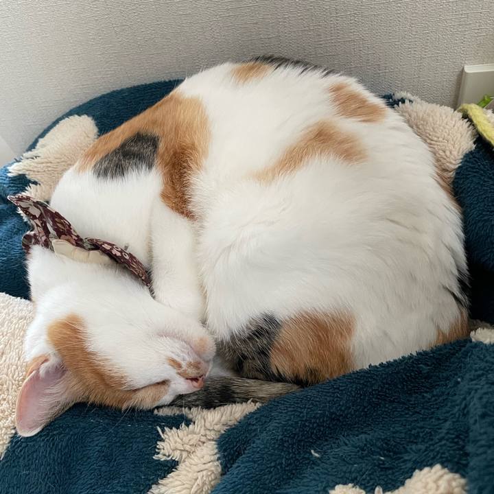 Bfbcc530 30f8 45b6 a536 743dc5ece370 1760152497685