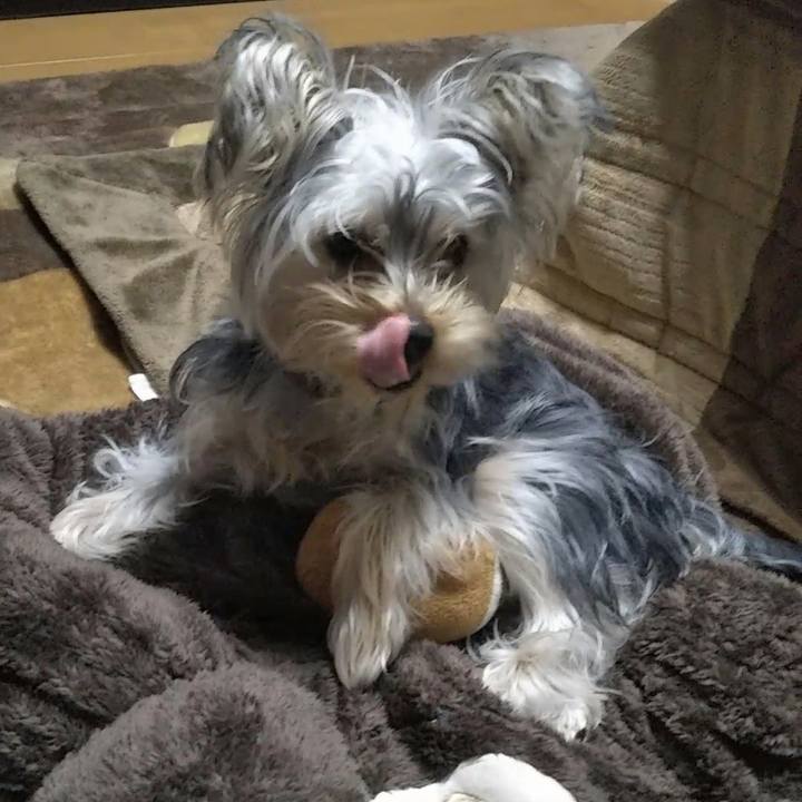 Bfc1ee11 9691 47a6 8d9e dc886a64bdb3 1542613660467