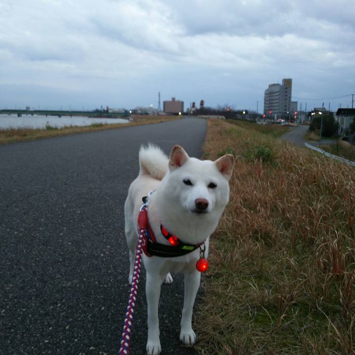 Bfc37b2c de50 4ae4 a50a e77661109b0d 1576656647083