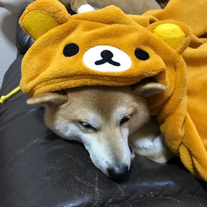 Bfc62a2f dba8 4860 818f a4b08f17a67c 1547039357765