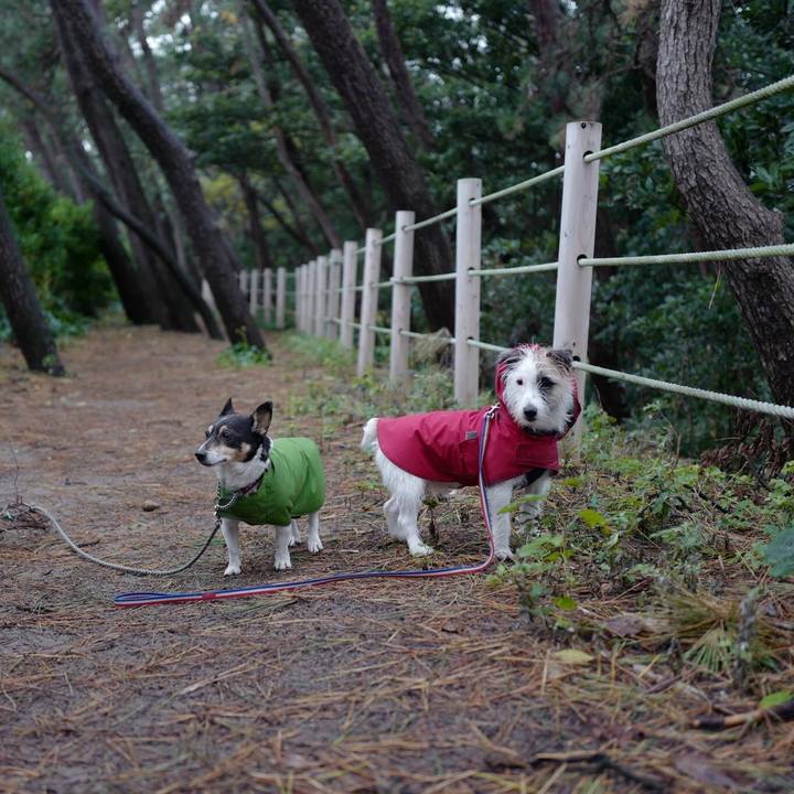 Bfc68386 f67b 4220 a513 983da21bf403 1511587558226