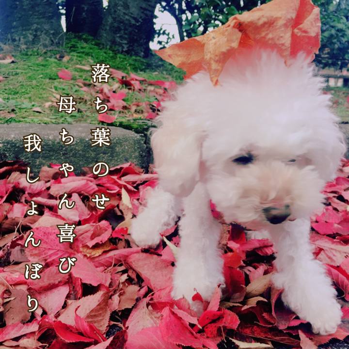 Bfc734de 9627 44c3 a090 962d629d2f75 1510181641527