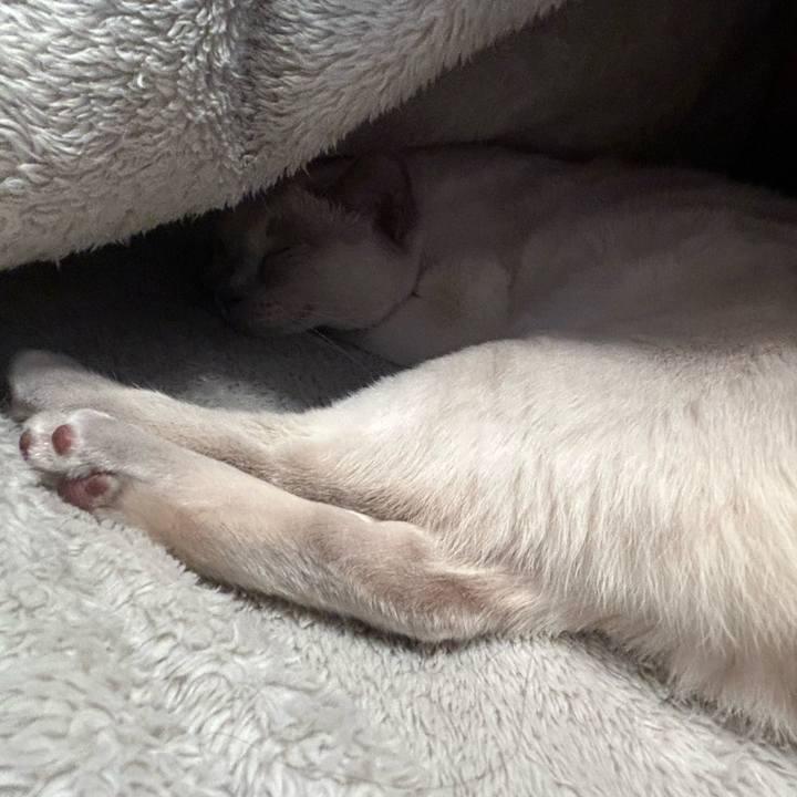 Bfcb4508 8b26 455f 8269 99614db44d3e 1736728360226