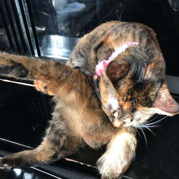 Bfcb7547 6456 4c74 aec5 8af899f0a651 1516058395600