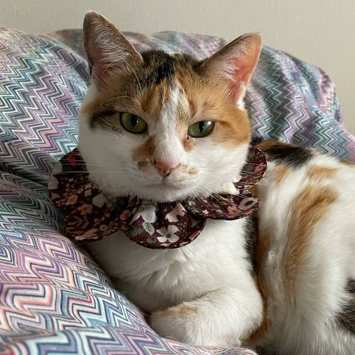 Bfcbce74 e889 45eb 9342 f1b812db2723 1748742519998