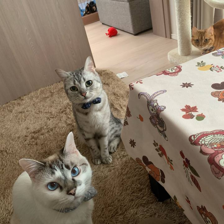 Bfcea272 e12b 44bb 8b78 dfc34738f4fb 1591519388790