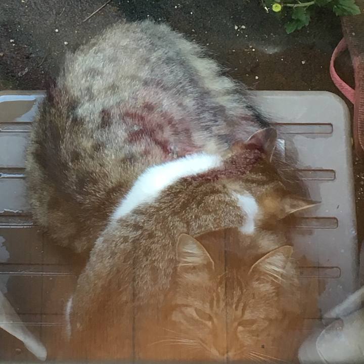 Bfd1c873 4881 429e a290 78e72907fe3c 1509678259347