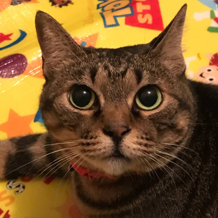 Bfd2666f 5c9c 4a4b 85ea b4919d036a27 1569851916230