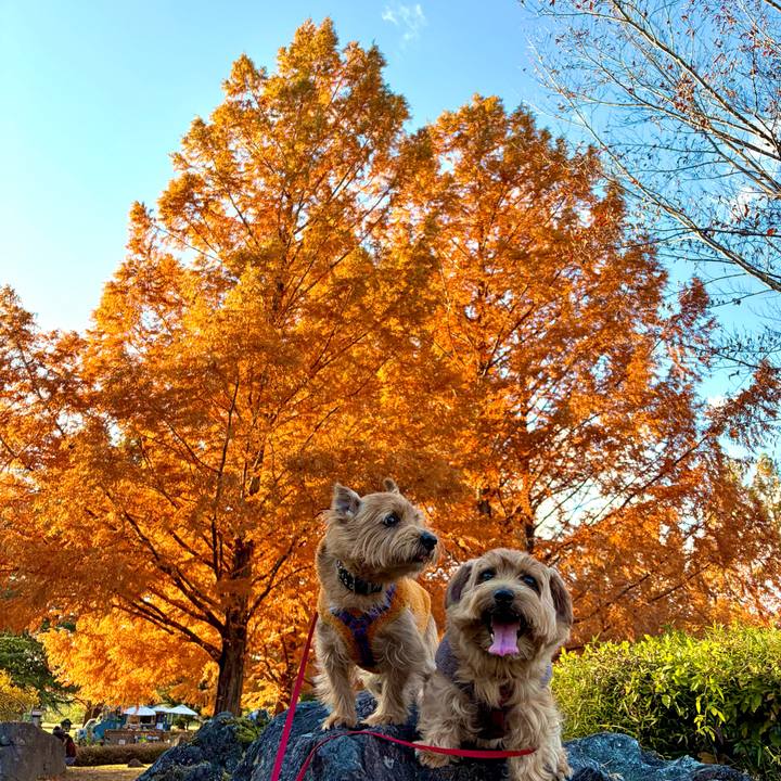 Bfd283dd eb22 427f b2a3 dc7db78cdbe2 1763198217632