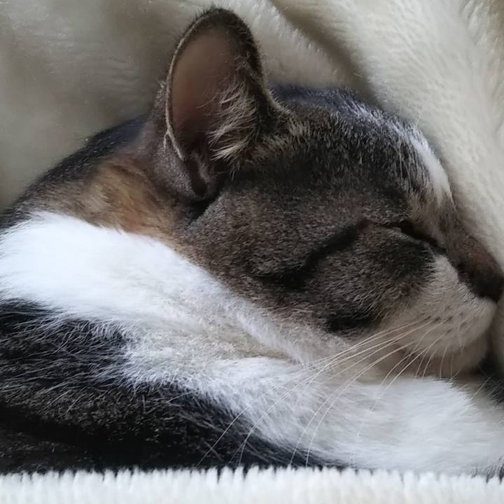 Bfd52c3b a2dc 4bc7 b903 b812d3bd5a19 1611463043594