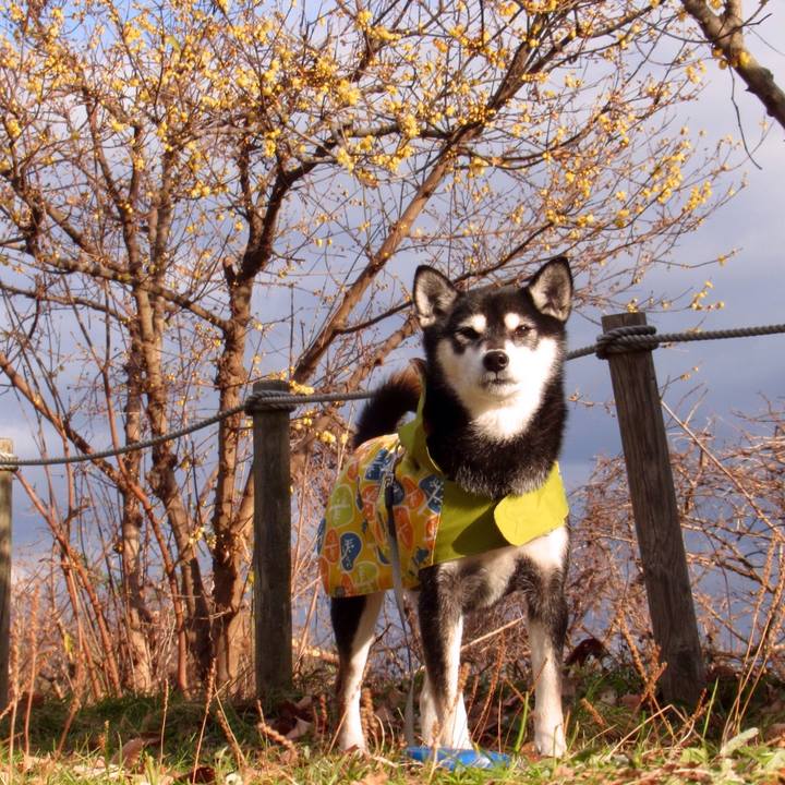 Bfd90646 9337 45f4 88c2 e383ca6a929b 1578708159608