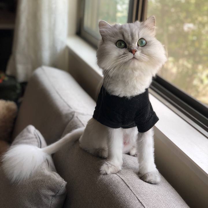 Bfda3c90 9200 4486 bcda 3cd59f327f51 1525488827528