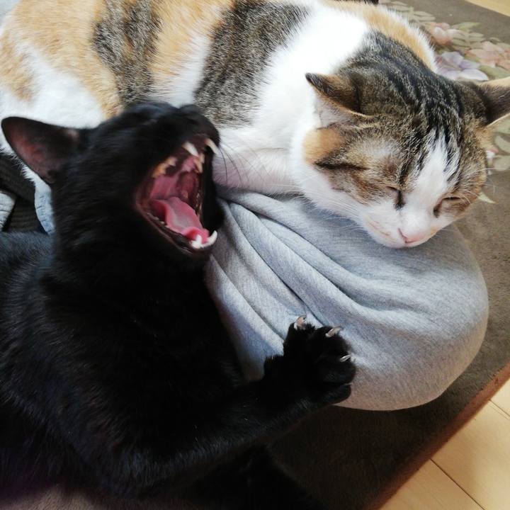 Bfdaab32 1d40 4832 8371 76e22b6ed2bf 1618711117164