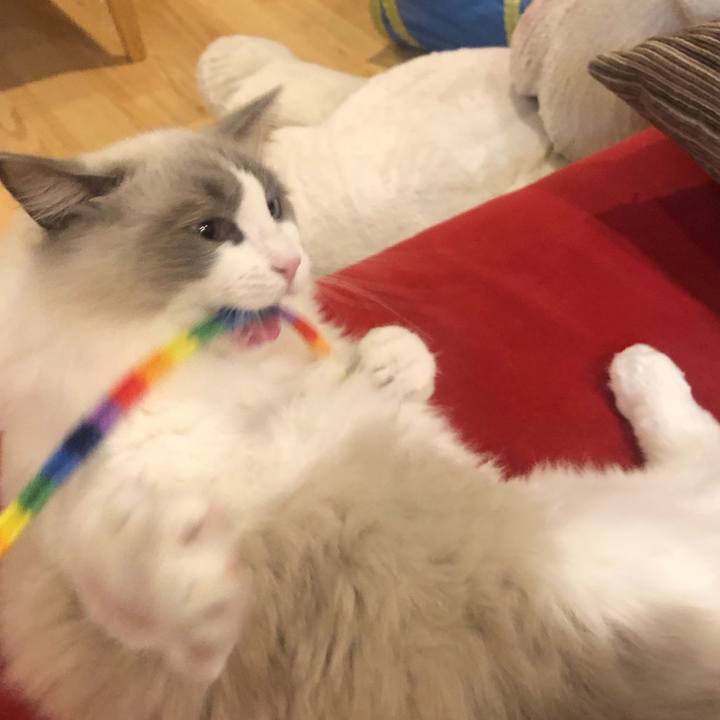 Bfdf0961 92de 4d3f a393 fa5a2a298ce2 1575534246776