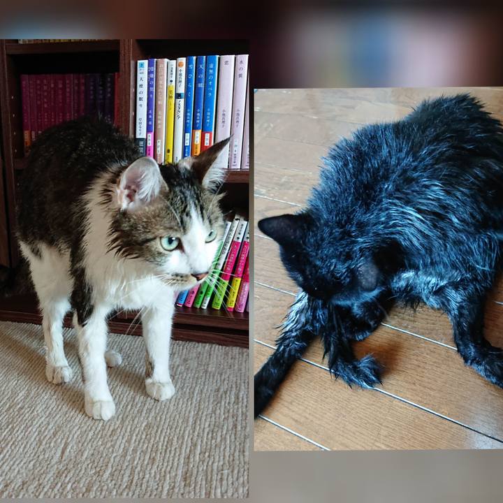 Bfe1e4e7 9885 43d5 a268 a70d73e44b67 1630210109744