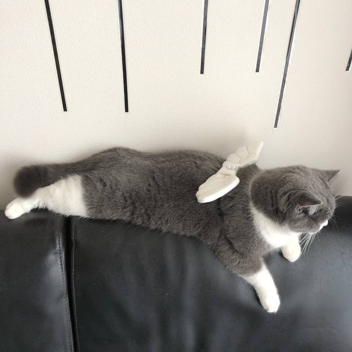 Bfe36393 5f21 4ac3 966a 5e17dab63a2c 1545436983617