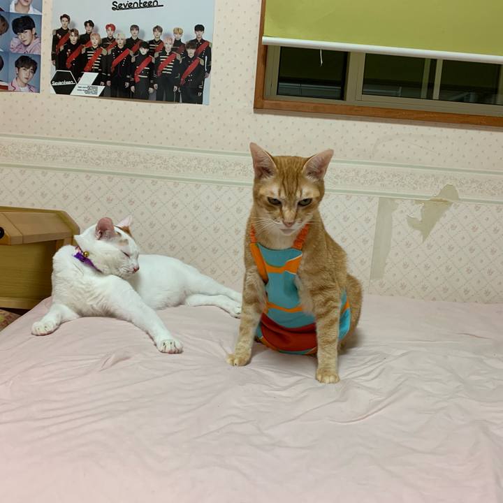 Bfe42333 e3e2 42a0 9ad8 b53e8ebd453b 1563369186175