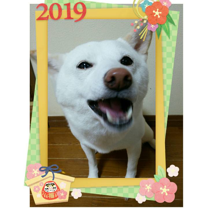 Bfea5676 eb8d 4e2a 80a2 c0071c252e58 1546268653254