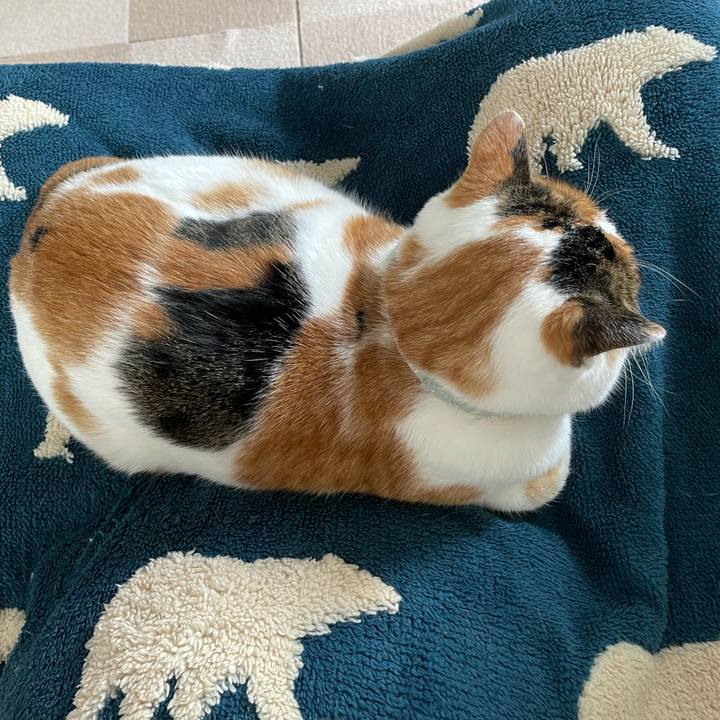 Bfed41ea 9c12 44b0 99b4 c7e0d3c71359 1671330599635